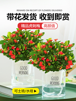 海棠綠植最佳優惠 24款優惠海棠綠植產品推薦