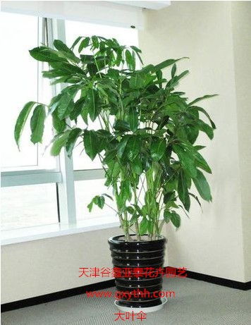 天津綠植花卉產業新貌 銷售、租賃與養護一站式服務探析
