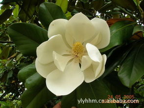 搶購苗木正當(dāng)時(shí) 廣玉蘭行業(yè)繁榮發(fā)展的行業(yè)觀察